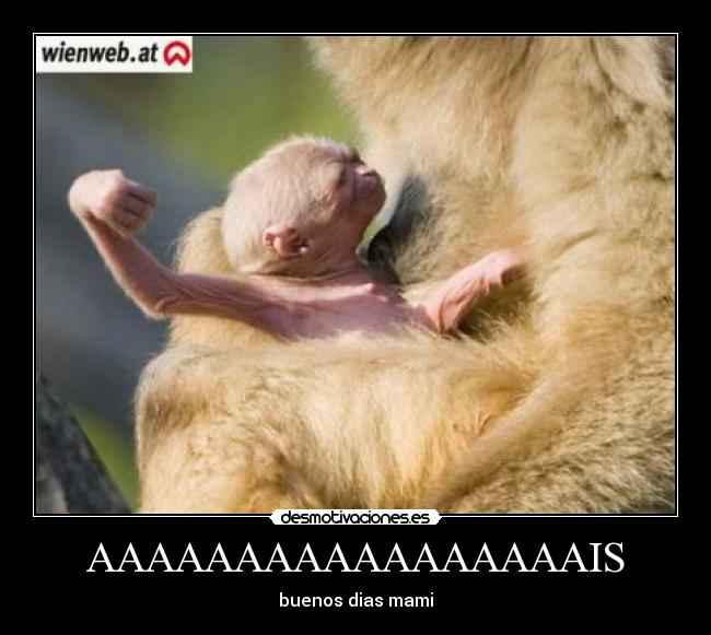 AAAAAAAAAAAAAAAAAIS -