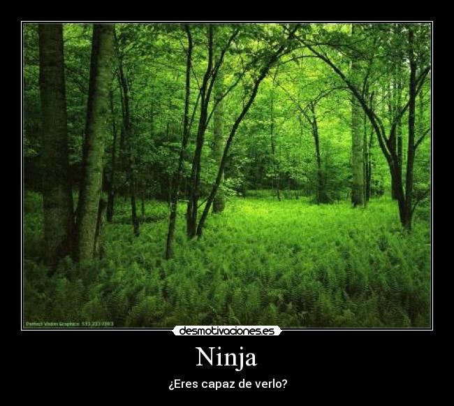 Ninja - ¿Eres capaz de verlo?