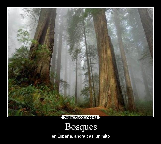 Bosques -