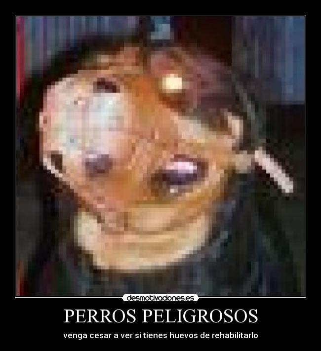 PERROS PELIGROSOS - venga cesar a ver si tienes huevos de rehabilitarlo