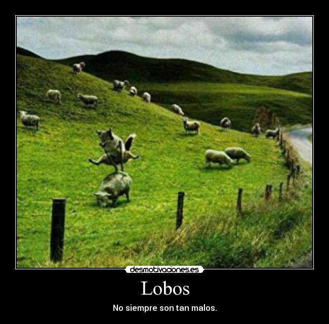 Lobos -