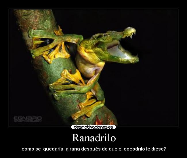 Ranadrilo -