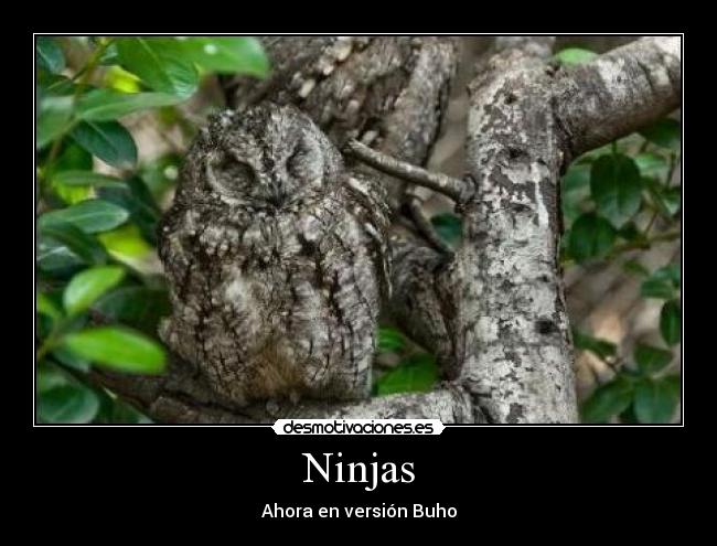Ninjas - Ahora en versión Buho