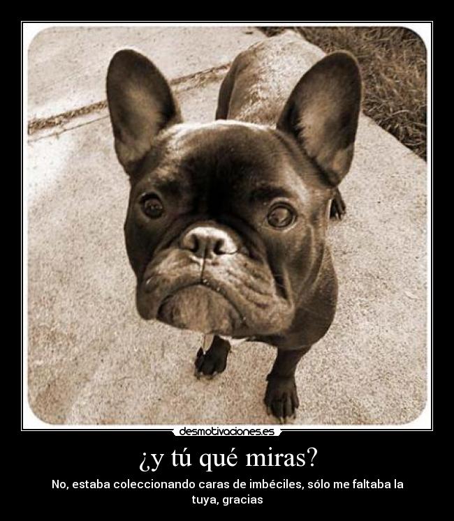 ¿y tú qué miras? - No, estaba coleccionando caras de imbéciles, sólo me faltaba la tuya, gracias