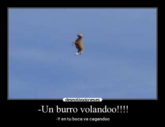 -Un burro volandoo!!!! - -Y en tu boca va cagandoo