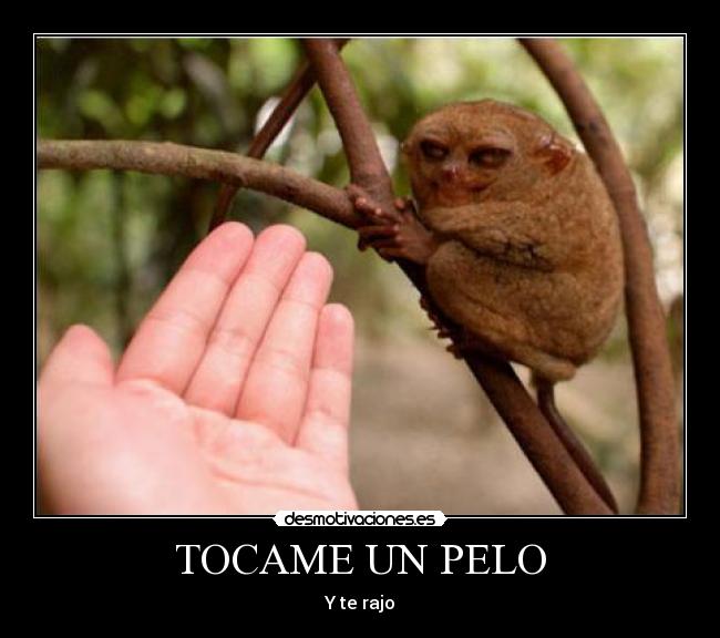 TOCAME UN PELO -
