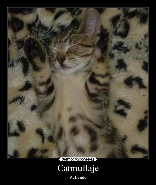 Catmuflaje -