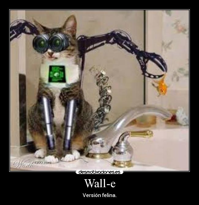 Wall-e - Versión felina.