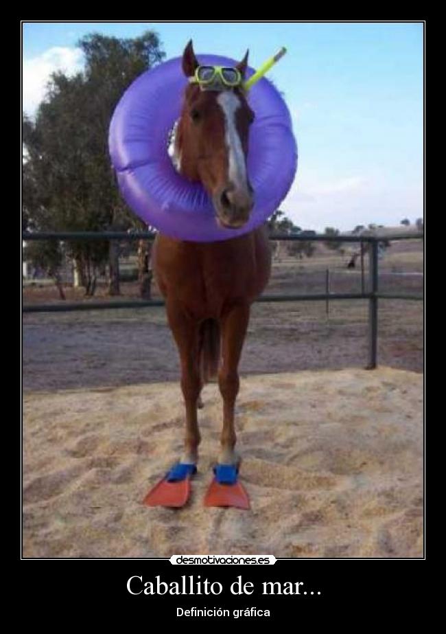 Caballito de mar... - 