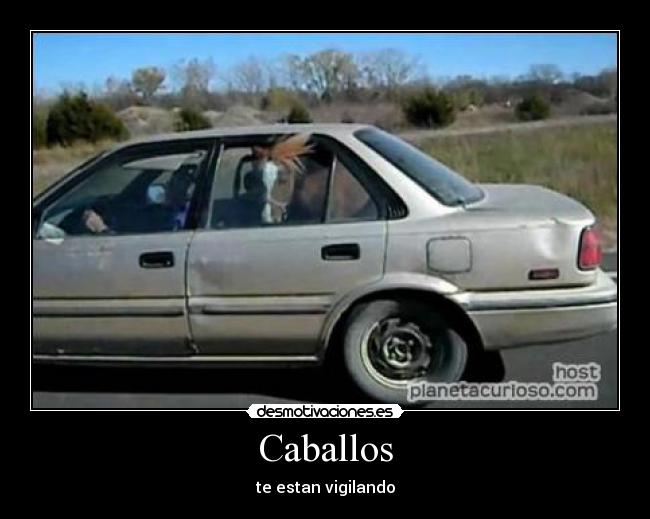 Caballos -