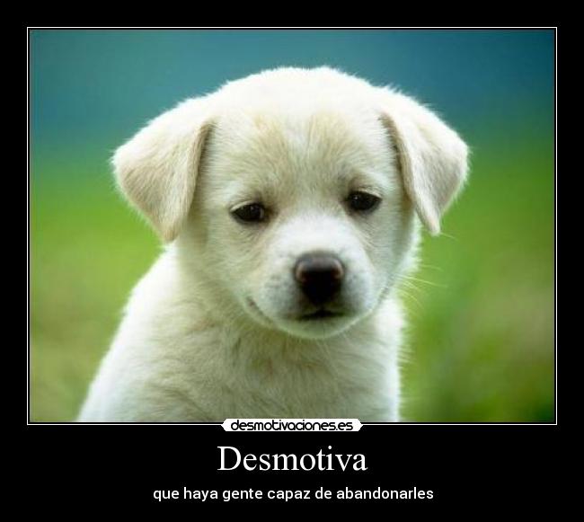 Desmotiva - que haya gente capaz de abandonarles