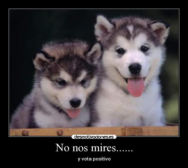 No nos mires...... - 