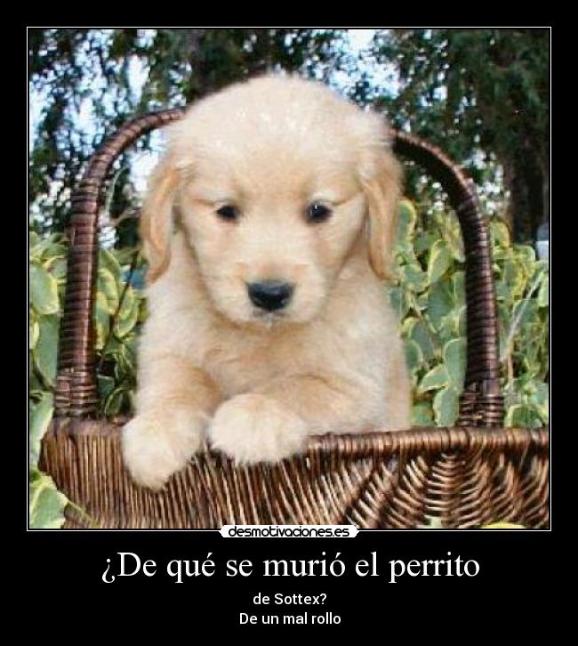 ¿De qué se murió el perrito -