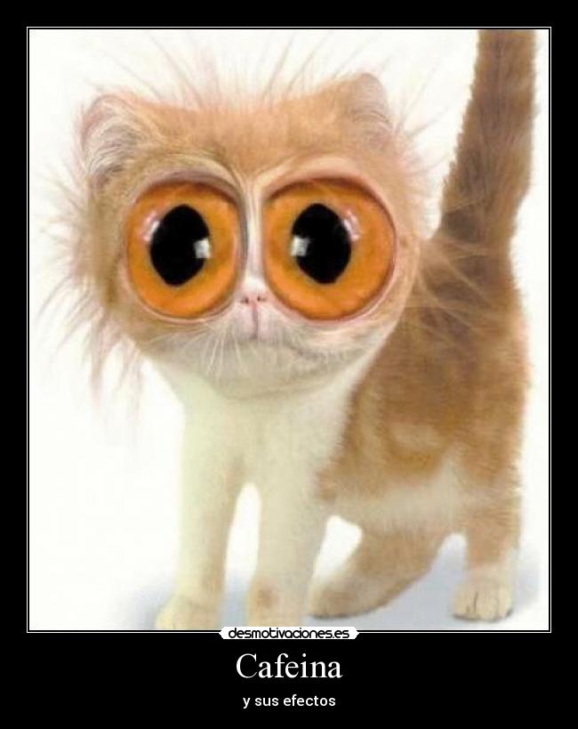 carteles cafeina gato efectos desmotivaciones