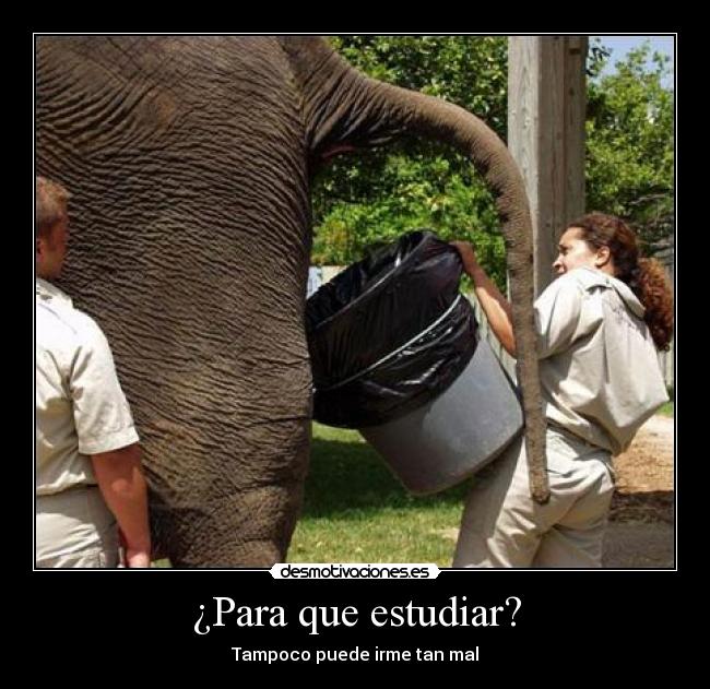¿Para que estudiar? - Tampoco puede irme tan mal
