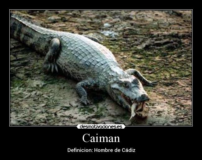 Caiman - Definicion: Hombre de Cádiz