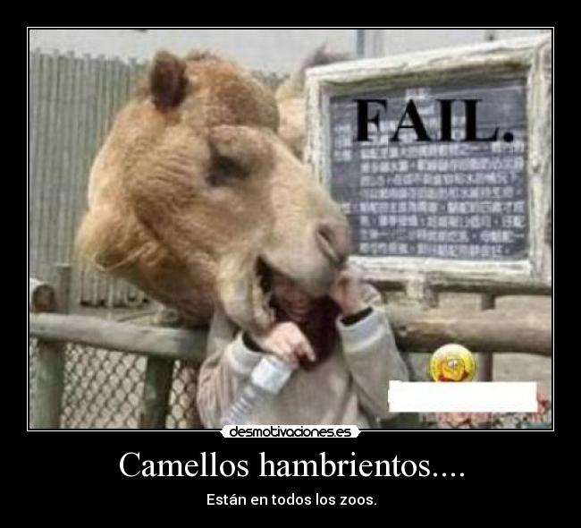 Camellos hambrientos.... - Están en todos los zoos.