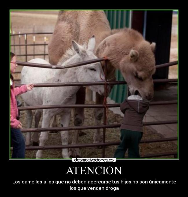 ATENCION - 
