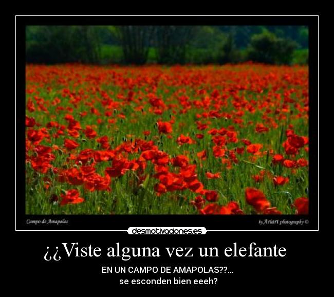 ¿¿Viste alguna vez un elefante  - 