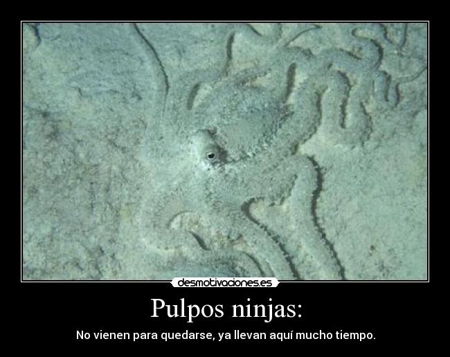 Pulpos ninjas: - No vienen para quedarse, ya llevan aquí mucho tiempo.