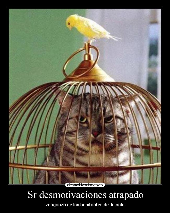 Sr desmotivaciones atrapado - 