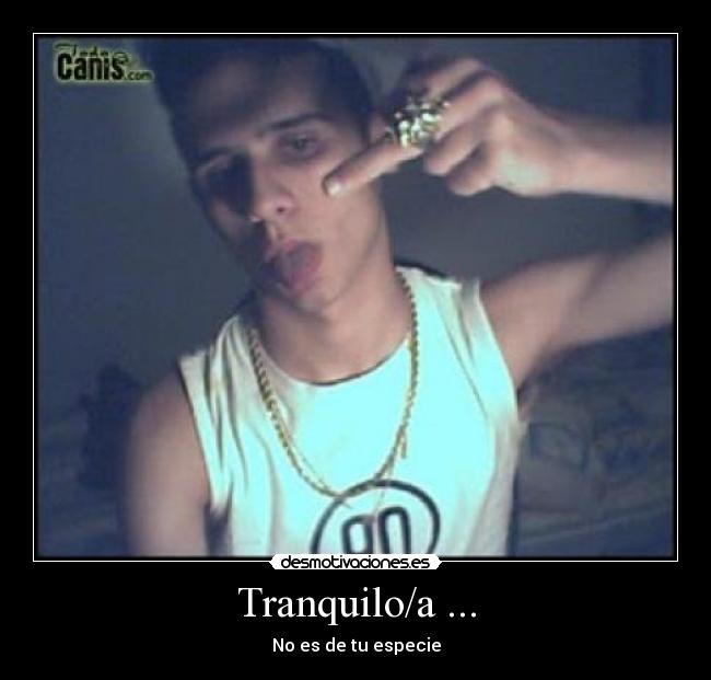 carteles canis desmotivaciones