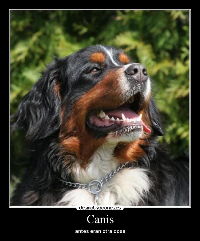 Canis -