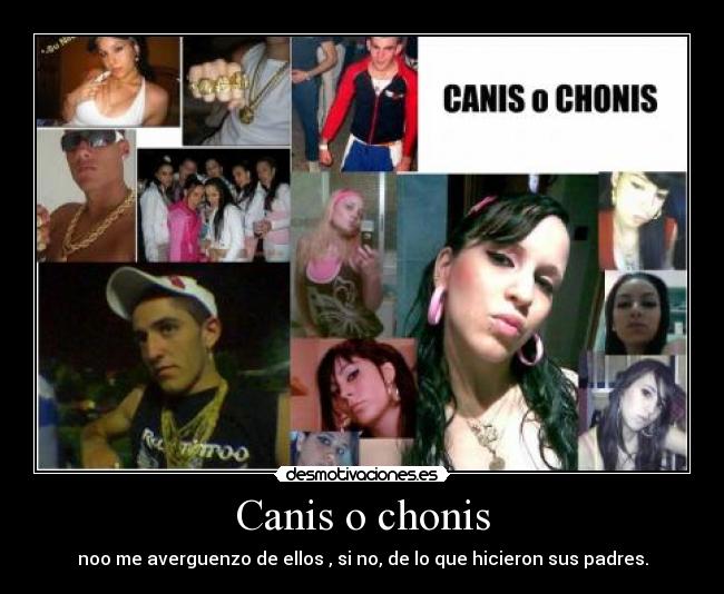 Canis o chonis - 