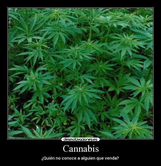 Cannabis - 
