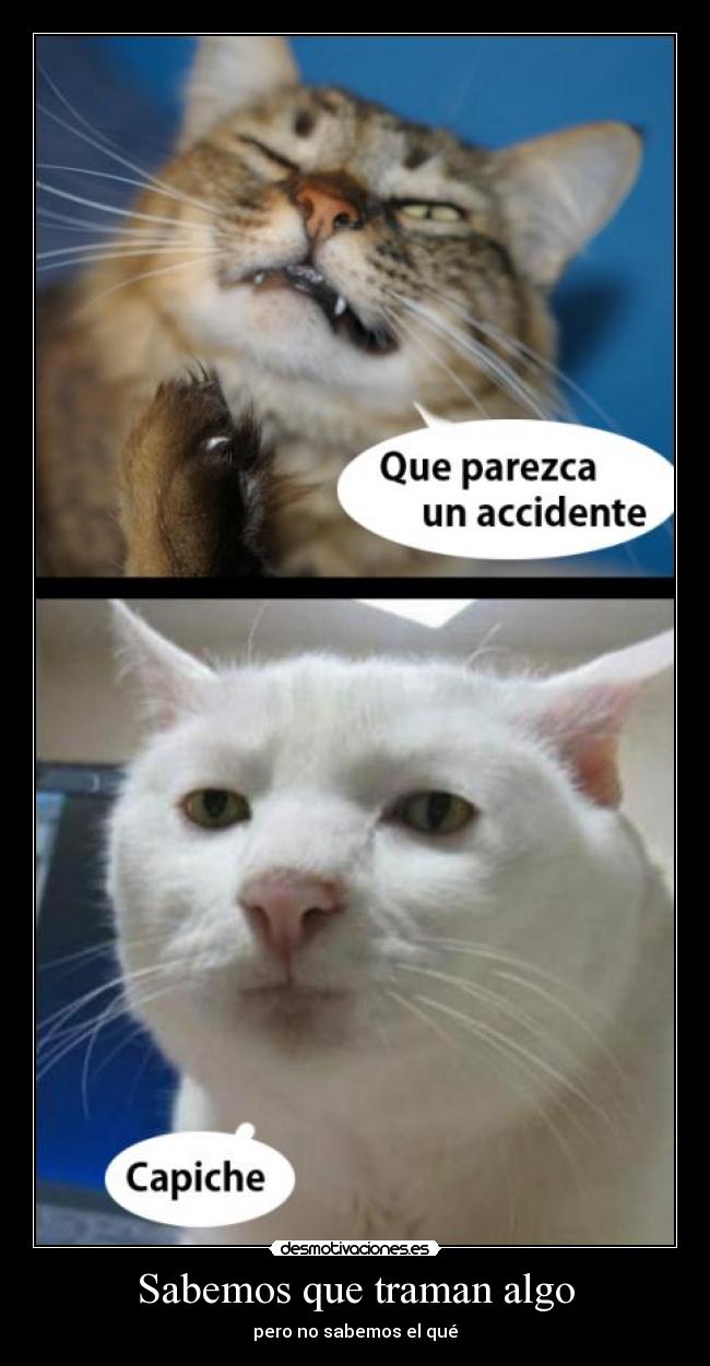 Sabemos que traman algo -