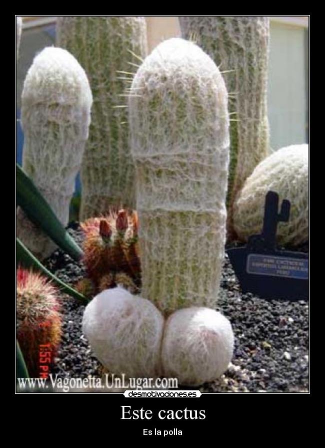 carteles cactus desmotivaciones