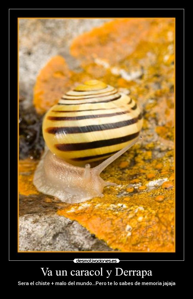 Va un caracol y Derrapa - Sera el chiste + malo del mundo...Pero te lo sabes de memoria jajaja