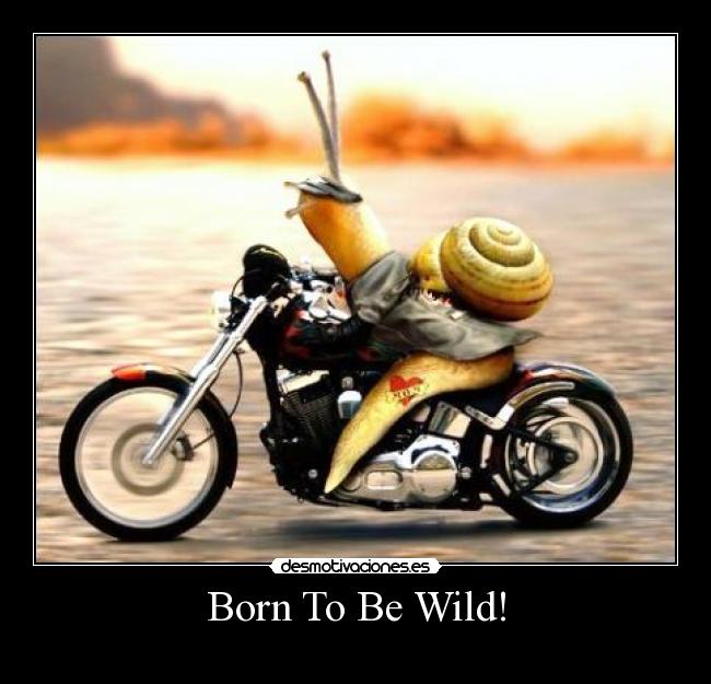 Born To Be Wild! - 
