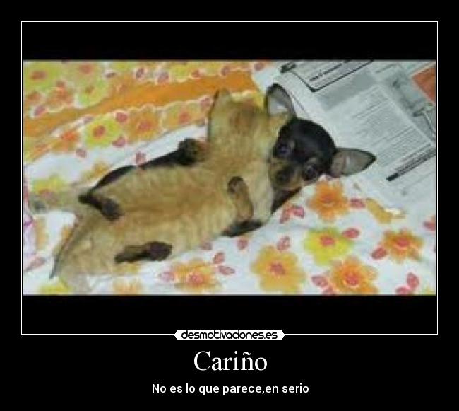 Cariño - No es lo que parece,en serio