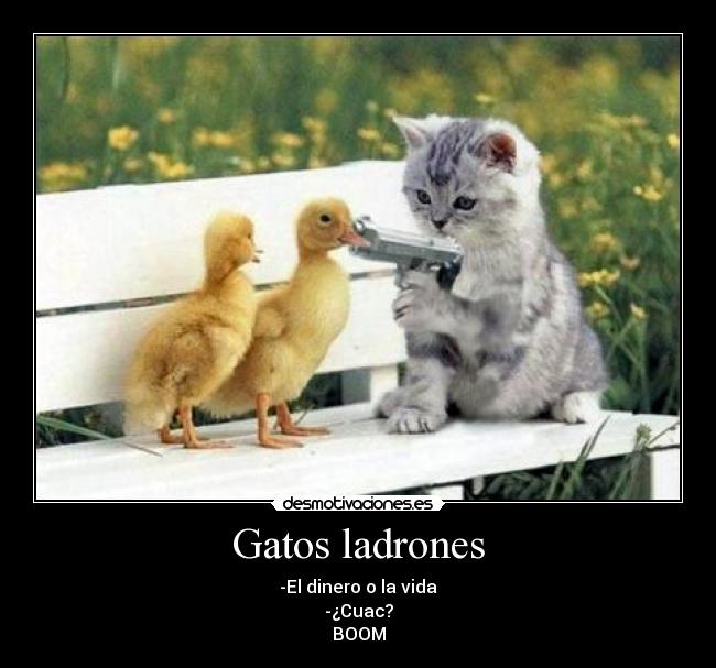 Gatos ladrones - -El dinero o la vida
-¿Cuac?
BOOM