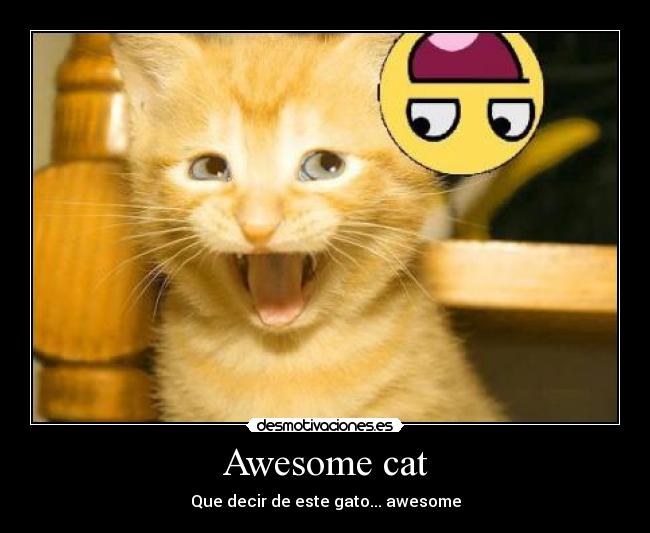 Awesome cat -