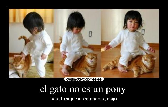 el gato no es un pony  - pero tu sigue intentandolo , maja 