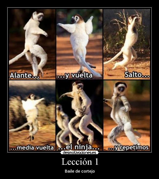 carteles leccion baile desmotivaciones