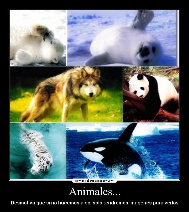 Animales... - Desmotiva que si no hacemos algo, solo tendremos imagenes para verlos