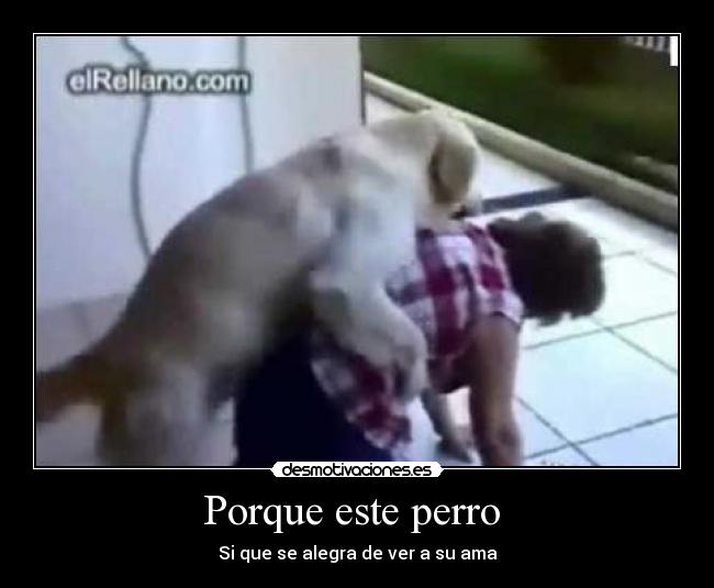 Porque este perro  - 