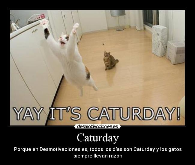 Caturday - 
