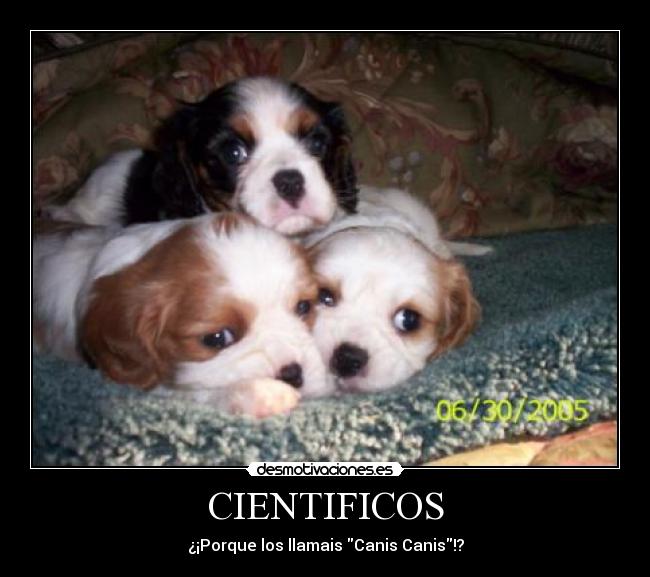 CIENTIFICOS - ¿¡Porque los llamais Canis Canis!?