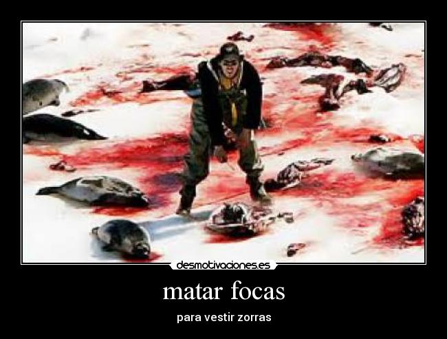 matar focas -