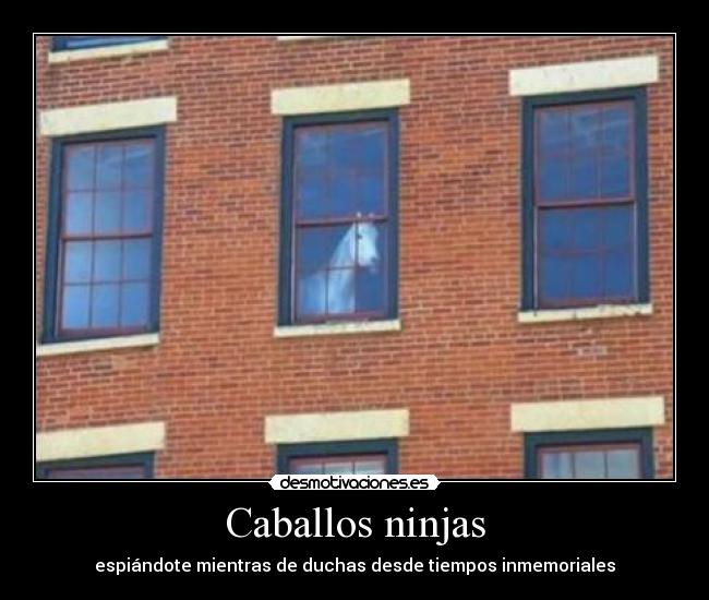 Caballos ninjas -