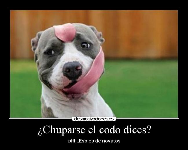 carteles chuparse codo novato super perro desmotivaciones