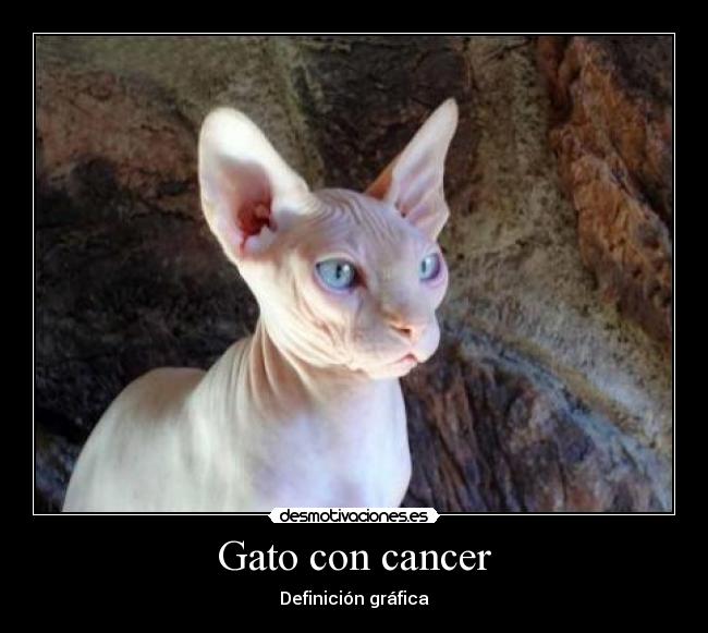 Gato con cancer -