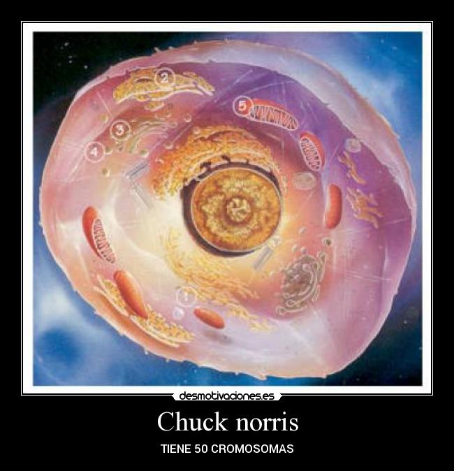 Chuck norris - 