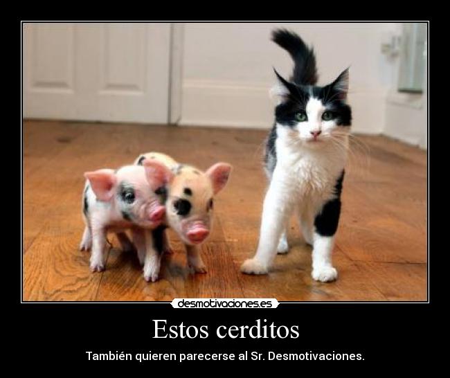 Estos cerditos -
