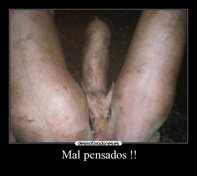 Mal pensados !! - 