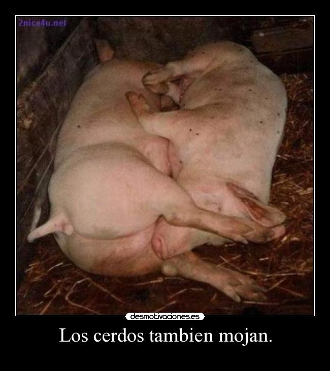 Los cerdos tambien mojan. - 